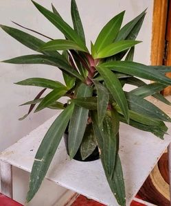 Moses-in-the-Cradle Plant🌵&amp; Pot