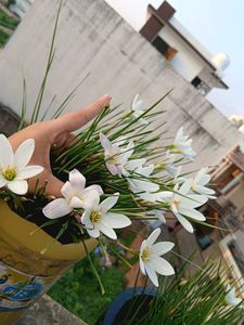 White Rain Lilly Bulb