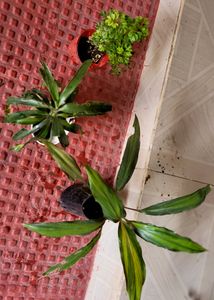3 Set Callisia &amp;Dracaena Mahatma &amp;Ming Aralia Plan