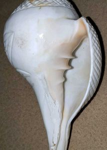 Two Dakshinavarti Shankh Ornate Conch Shell -