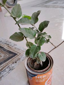 Mogra Plant &amp; 3plant Combo