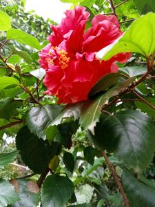 Gudhal Hibiscus Multilayer 🌺