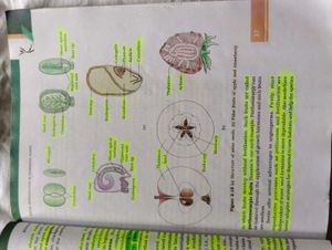 class 12 all NCERT book for science