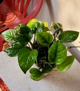 Money Plant 🌵&amp; Pot