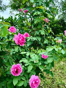 pink Rose steams 🌸