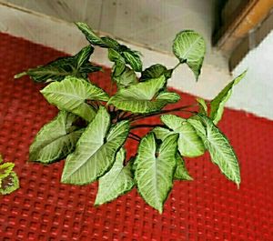 🌵 Set 2 Arrowhead plants,,🌲