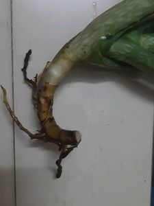 Aloe Vera Pant