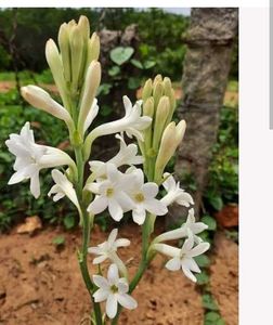 White Flowers Plant Combo