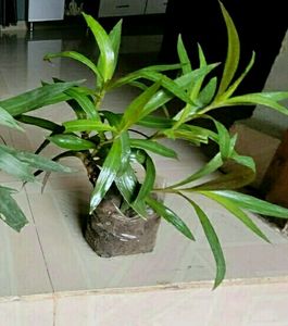 Pack 2 Moses In Cradle Plants &amp; Pot