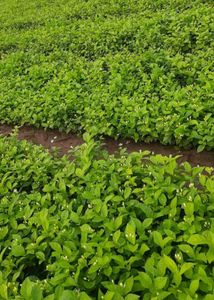 Jasmine Plant