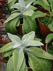 Combo Of Broken Heart Plant And Donkey Ear Plan