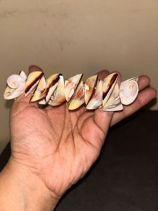Unique Seashell Coil Bracelet
