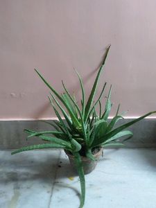 Fresh Aloe vera plants With Pot in stock