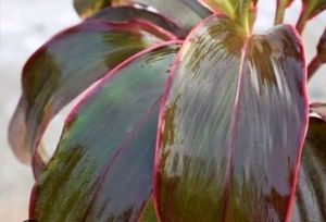 Syngonium Plant 🌵