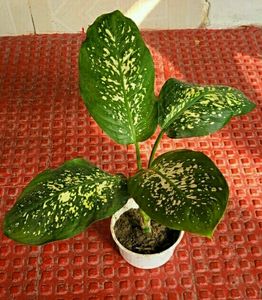 Dieffenbachias Amoen Plant 🌵& pot
