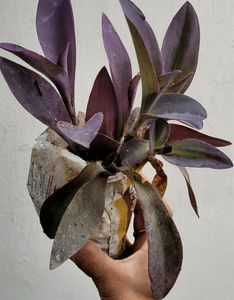 Purple Heart Plant