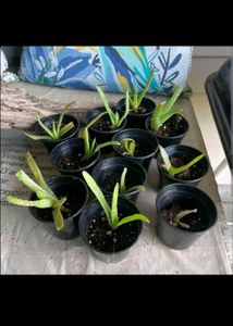 2 Baby Aelovera Live Plant