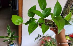 4 Set Plants🪴