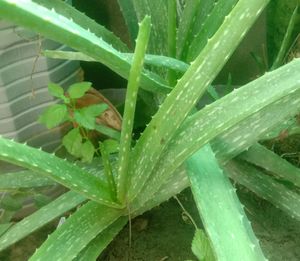Alovera Plant, Quantity 1