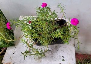 Pack 2 Portulaca grandiflora &amp; Callisia Fragrans: