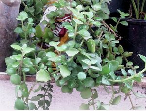 Pack 2 Pilea Depressa Plant 🌱