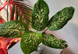 Pack 2 Dieffenbachia Seguine &amp; Ctenanthe pilosa Pl