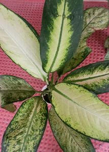 CosaCentrum Dieffenbachia &amp; Arrowhead plant 🪴