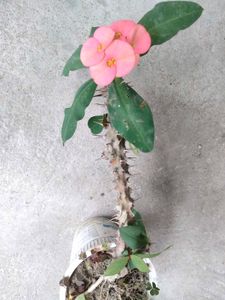 Beautiful Crown of Thorns Plants(4 variety)
