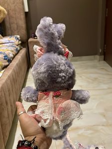 Stella bunny