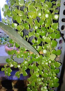 Tangled Heart Vine With Pot