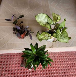 Set 3 Arrohead &amp; Pink Heart &amp; Syngonium Plants