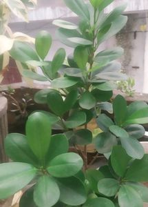 Green/Panda Ficus