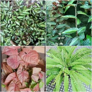 16 live root plants