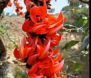 Palash Flowers