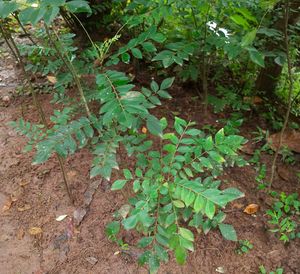 Curry Leaf Plant saplings (3 numbers)