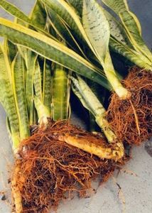 LIVE Snake Plant (Yellow outer edge)