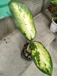 Assorted Plants