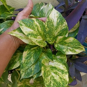 Combo of Neon and Marble queen pothos