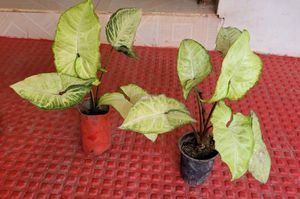 Pack 2 Arrowhead Plants &amp; Pot