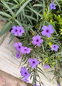 Purple flower seed