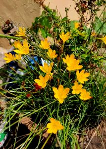 Vibrant Yellow Lily Flower sheeds