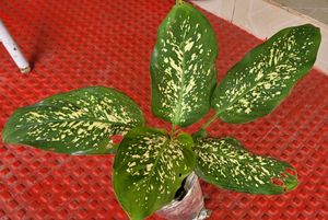 Pack 2 Dieffenbachia Seguine &amp; Ctenanthe pilosa Pl
