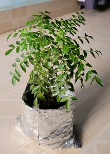 🌿.Curry Leaf Plant 🪴