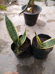 Snake Plant