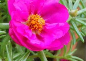 5 Colours Moss Rose Plant