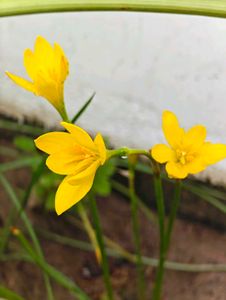 Combo Of Rain Lily Bulbs &amp; Seeds
