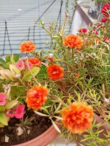 Red Bud Rose And 1 Portulaca Cuttings