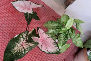 2 set Caladium Pink Splash &amp; arrohead Plants🪴