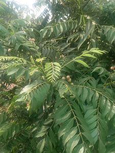 Kitchen Garden Plant