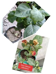 3 Beautiful Bougainvillea Plants.